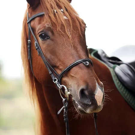 T2 Au Calme A 2 Min A Pied Du Chateau - Le Versaillais *